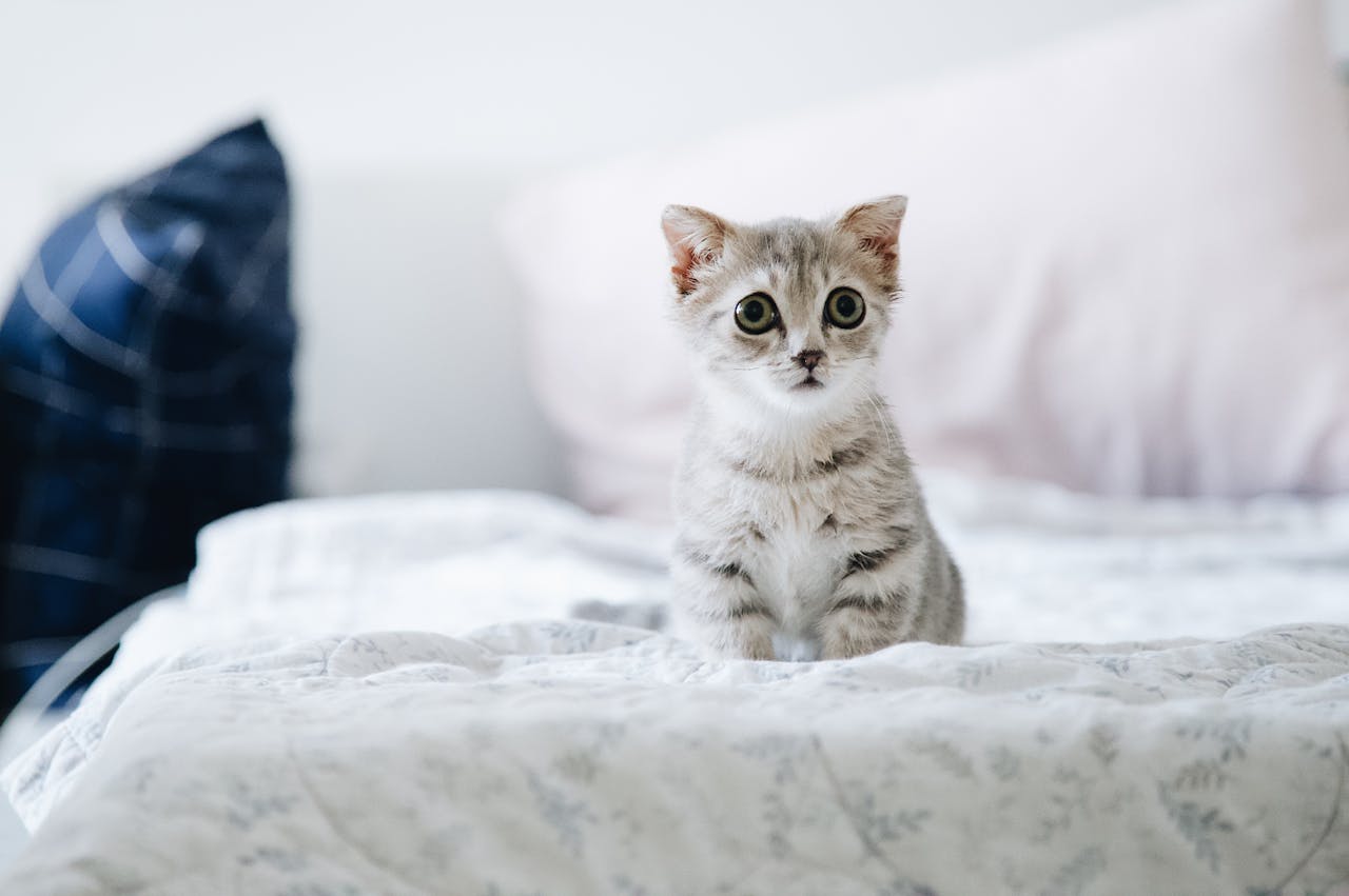 Cute grey kitten with big eyes sitting on a bed indoors. Perfect for pet lovers